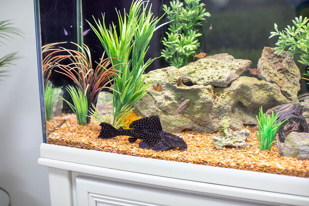 Meet Oscar the Fish, He'll Eat Anything.